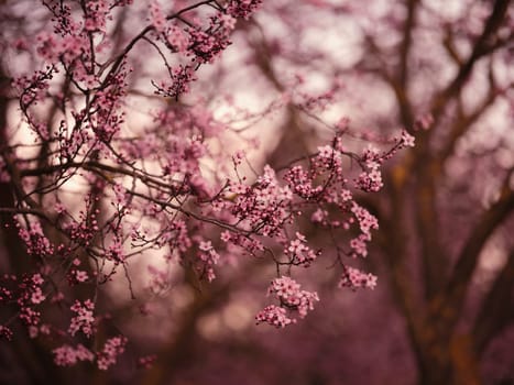 beautiful cherry blossom in spring