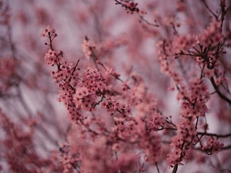 beautiful cherry blossom in spring