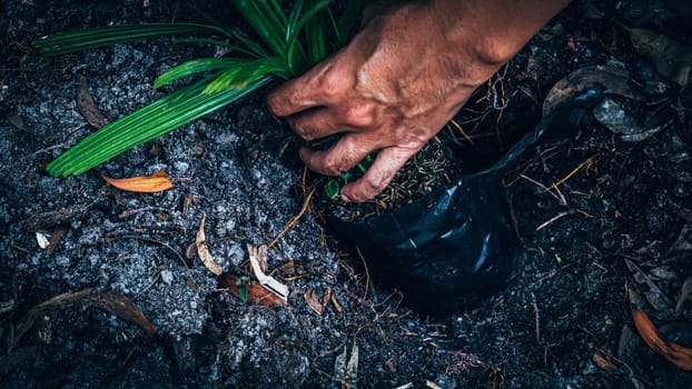 man hand plant to grow in ground. Man holding sprout and planting in the ground on working field. Gardening, plant.