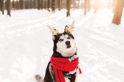 Christmas husky dog in red scarf, deer horns, Santa attire in the snowy forest with sun light beams. Concept of Christmas postcard. A lot of snow in winter forest. High quality photo