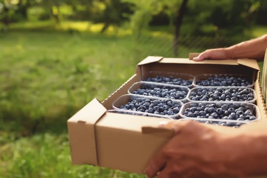 Senior man hands holding box with fresh cultivated blueberry. Healthy eating and Alzheimer or dementia healing concept. Farmer cultivating and harvesting blueberry. Agriculture industry business