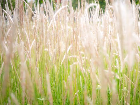 Wild blossoming grass in field meadow in nature for background