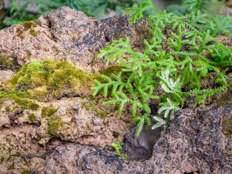 fern and moss and little plant growing on tree and rock