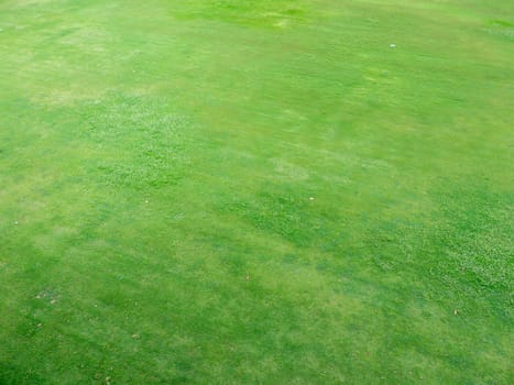 Green grass texture background, Top view of grass garden Ideal concept used for making green flooring
