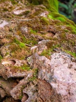 fern and moss and little plant growing on tree and rock