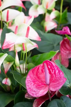 Tropical plant pot sale in green market, stock photo