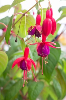Tropical plant pot sale in green market, stock photo