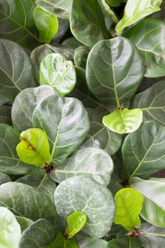 Tropical plant pot sale in green market, stock photo