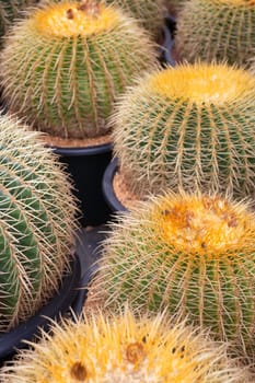 Tropical plant pot sale in green market, stock photo