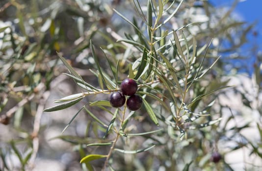 Detail of three dark violet olive tree branch, Caceres olive grove, Extremadura, Spain