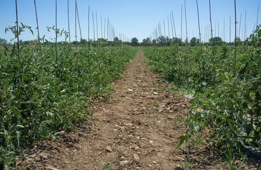 Tomatoes plantation furrows with spalier. Vegas Bajas del Guadiana, Spain