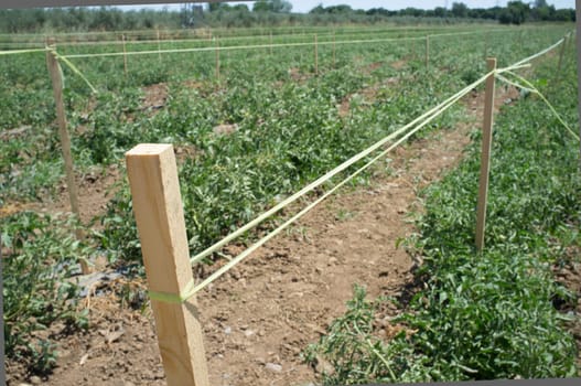 Tomatoes plantation furrows with spalier. Vegas Bajas del Guadiana, Spain