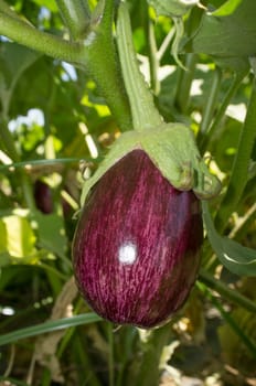 White streaked Gandia Aubergine o Listada de Gandia