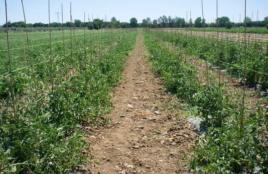 Tomatoes plantation furrows with spalier. Vegas Bajas del Guadiana, Spain