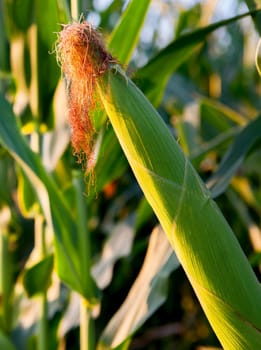Young corn ear at Cornfield interior, Extremadura, Spain. Sunset light