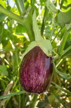 White streaked Gandia Aubergine o Listada de Gandia