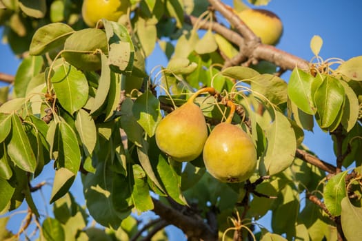 Pear tree branch full of yellow fruits. Blue sunny sky