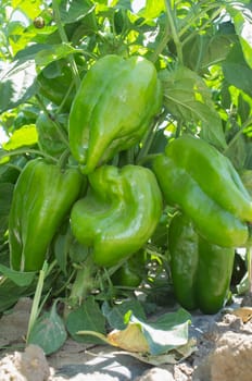 Green Pepper plantation, Lamuyo varieties. Ground view