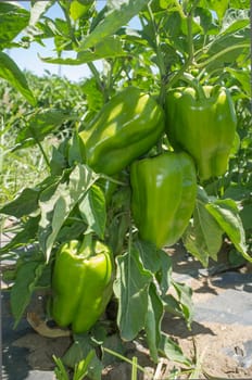 Green Pepper plantation, Lamuyo varieties. Ground view