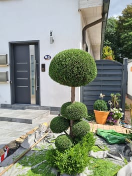 A boxwood is cut