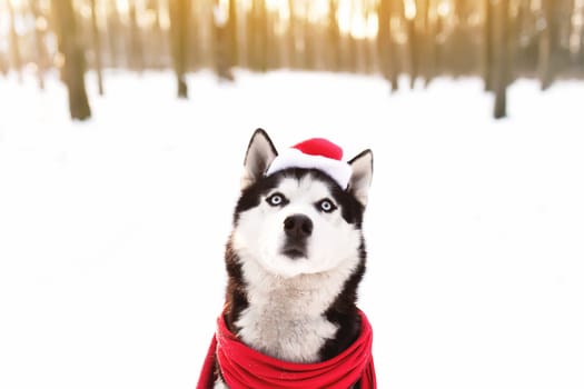 Christmas husky dog in red scarf, attire and Santa's hat in the snowy forest with sun light beams. Concept of Christmas postcard. A lot of snow in winter forest. High quality photo