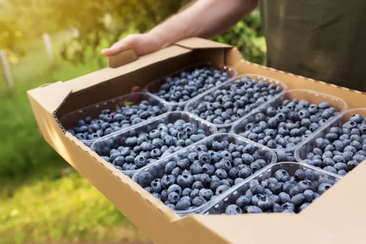 Senior man hands holding box with fresh cultivated blueberry. Healthy eating and Alzheimer or dementia healing concept. Farmer cultivating and harvesting blueberry. Agriculture industry business