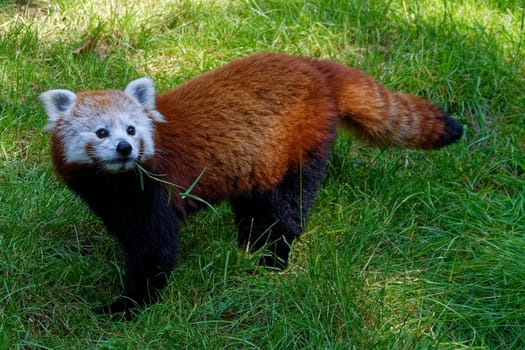 Red Panda
