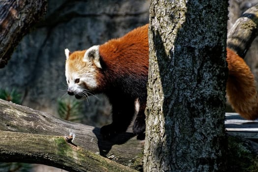 small panda