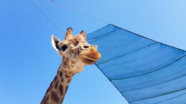 Front at giraffe view against the blue sky.