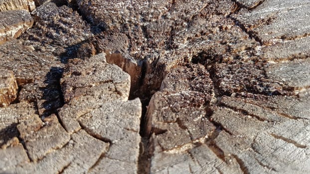Wooden old stump, wood texture background. Sawn tree with cracks. Round cut down tree with annual rings as a wood texture