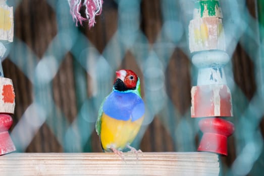 Domestic bright bird in yellow, blue and green. A parrot in a cage sits on a wooden toy swing.