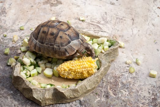 Central Asian turtle alone eats vegetables on a stone.
