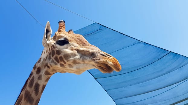 Front at giraffe view against the blue sky.