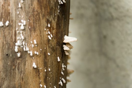 White wood fungus on high moisture and high humidity wooden surface. White mold like powdery fungus of fungal species on tree trunk. Selective focus. Nature background. Copy Space Room for Text.