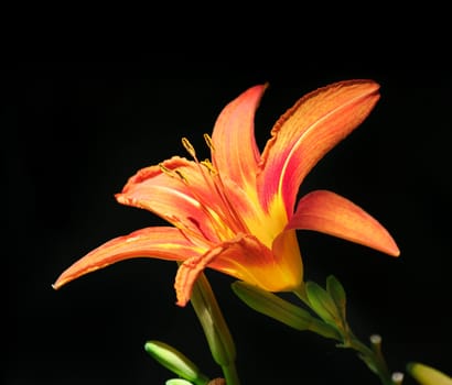 Beautiful orange lily in front of the dark background