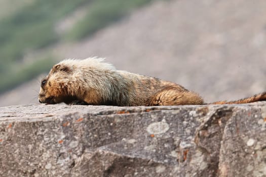 A marmot lays on a the top of a large rock.