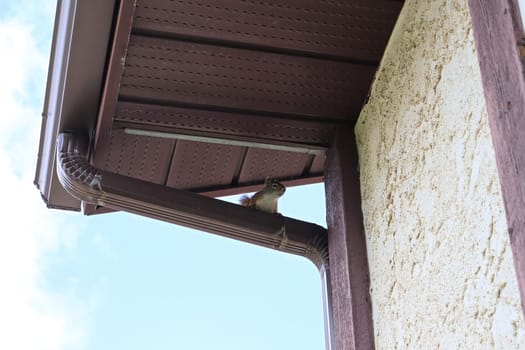 A squirrel sits at the top of an eavestrough.