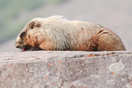 Closeup of a marmot licking the top of a bolder.