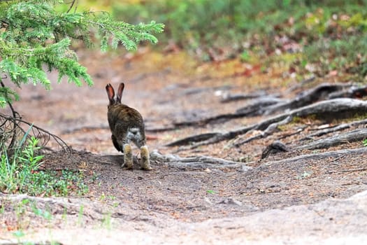 A small bunny hops away along a gravel path.