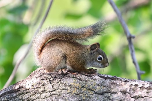 Closeup of a squirrel on the side of a large tree trunk.