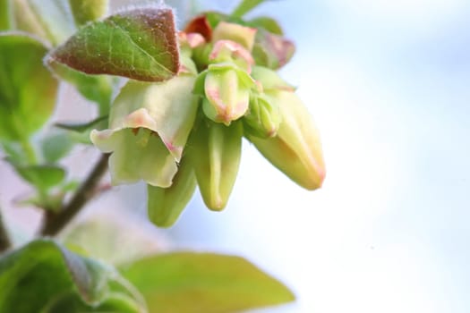 Macro of wild blueberry blossoms in the spring.