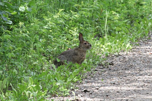 A rabbit sits at the side of a road in grass.