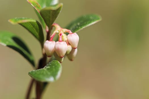 Macro of wild cranberry blossoms in the spring.