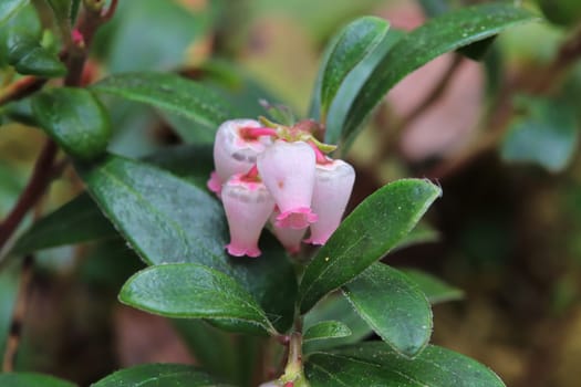 Macro of wild cranberry blossoms in the spring.