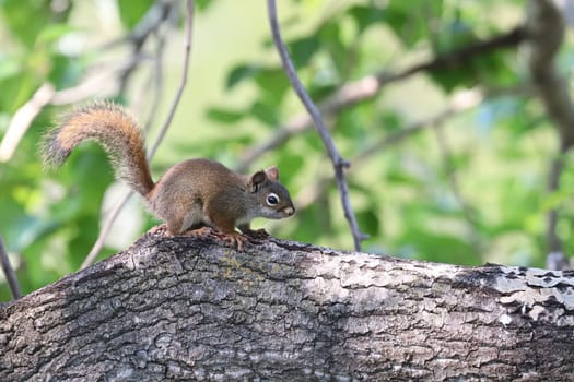 Closeup of a squirrel on the side of a large tree trunk.