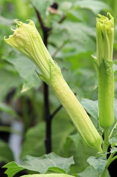Closeup of the flowers on a Datura plant.