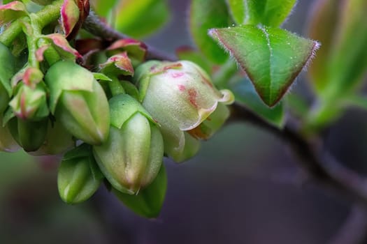Macro of wild blueberry blossoms in the spring.