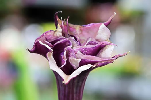 Closeup of the flowers on a Datura plant.