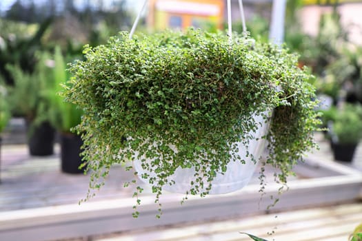 A hanging basket of a Baby Tears plant.