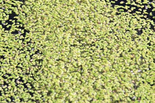 Macro detail of floating green duckweed in water.